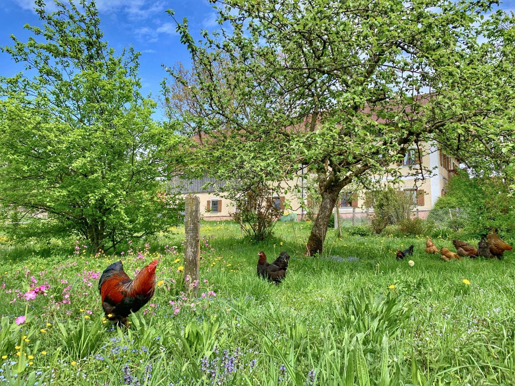 Bauernhof Geigerhof Villa Aschau im Chiemgau Exterior foto